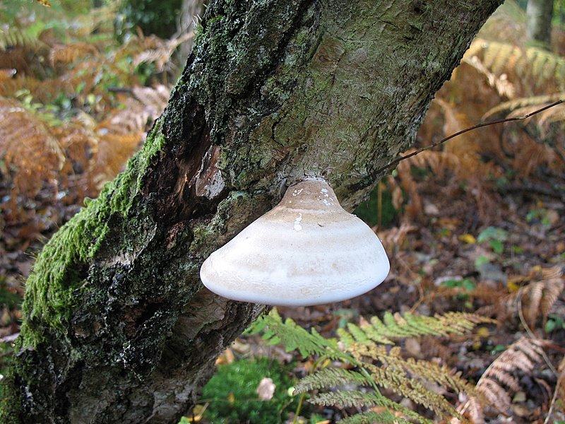 2008 10  Myco avec l 'ANY 08